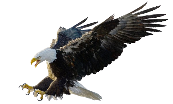 The Old Eagles – INTL Business Consulting 